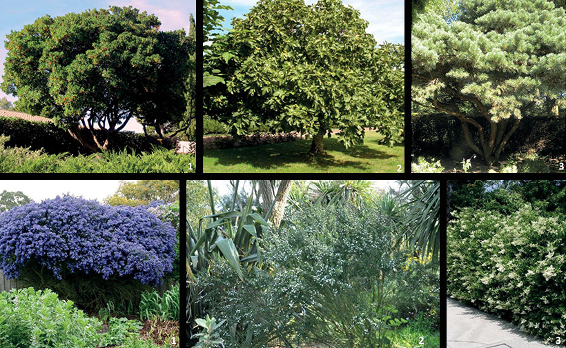 Exemple de plantations prescrites dans un cahier des plantations